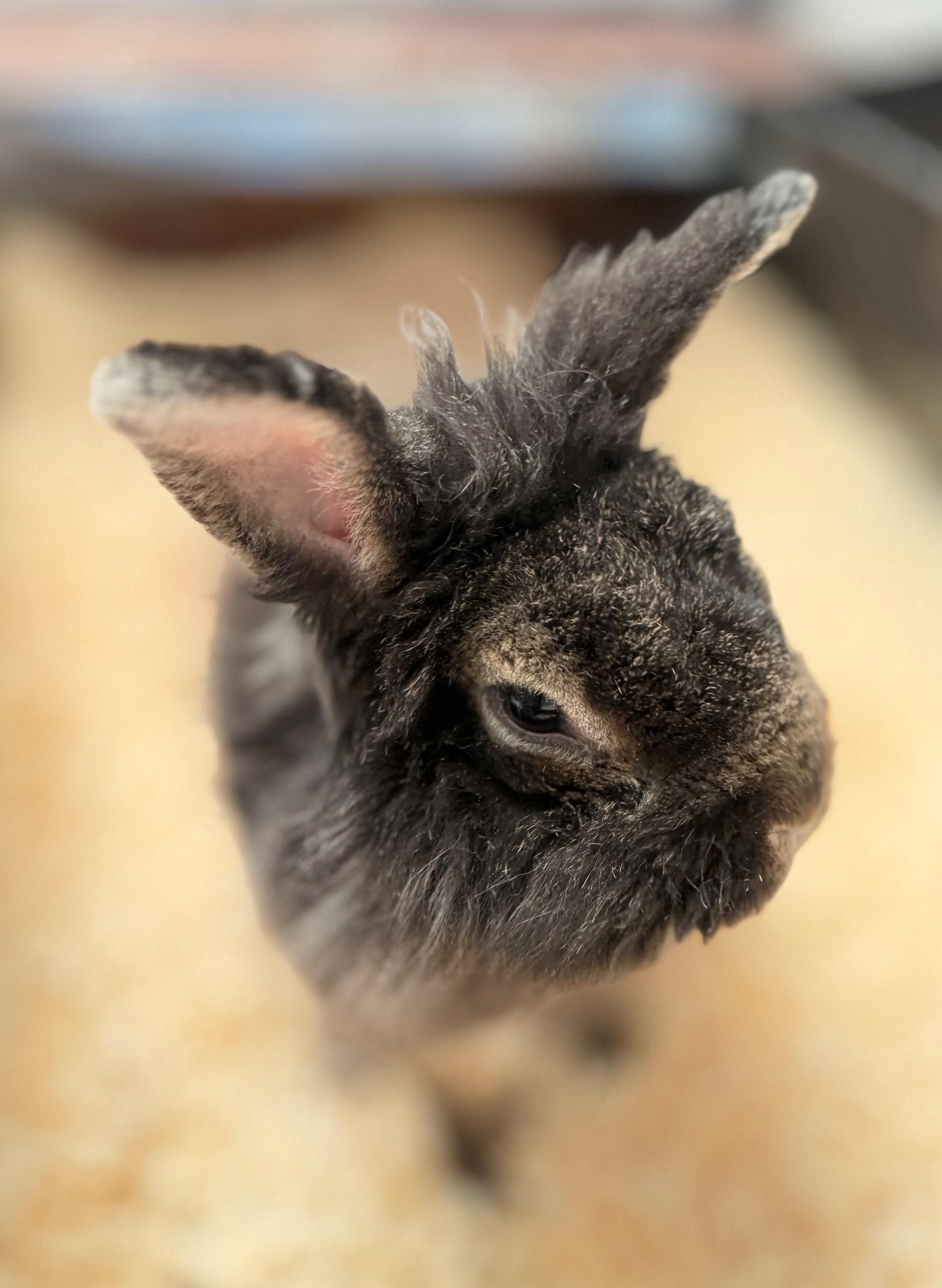 Nook, an adoptable mixed breed in Hamilton, ON image 2/3