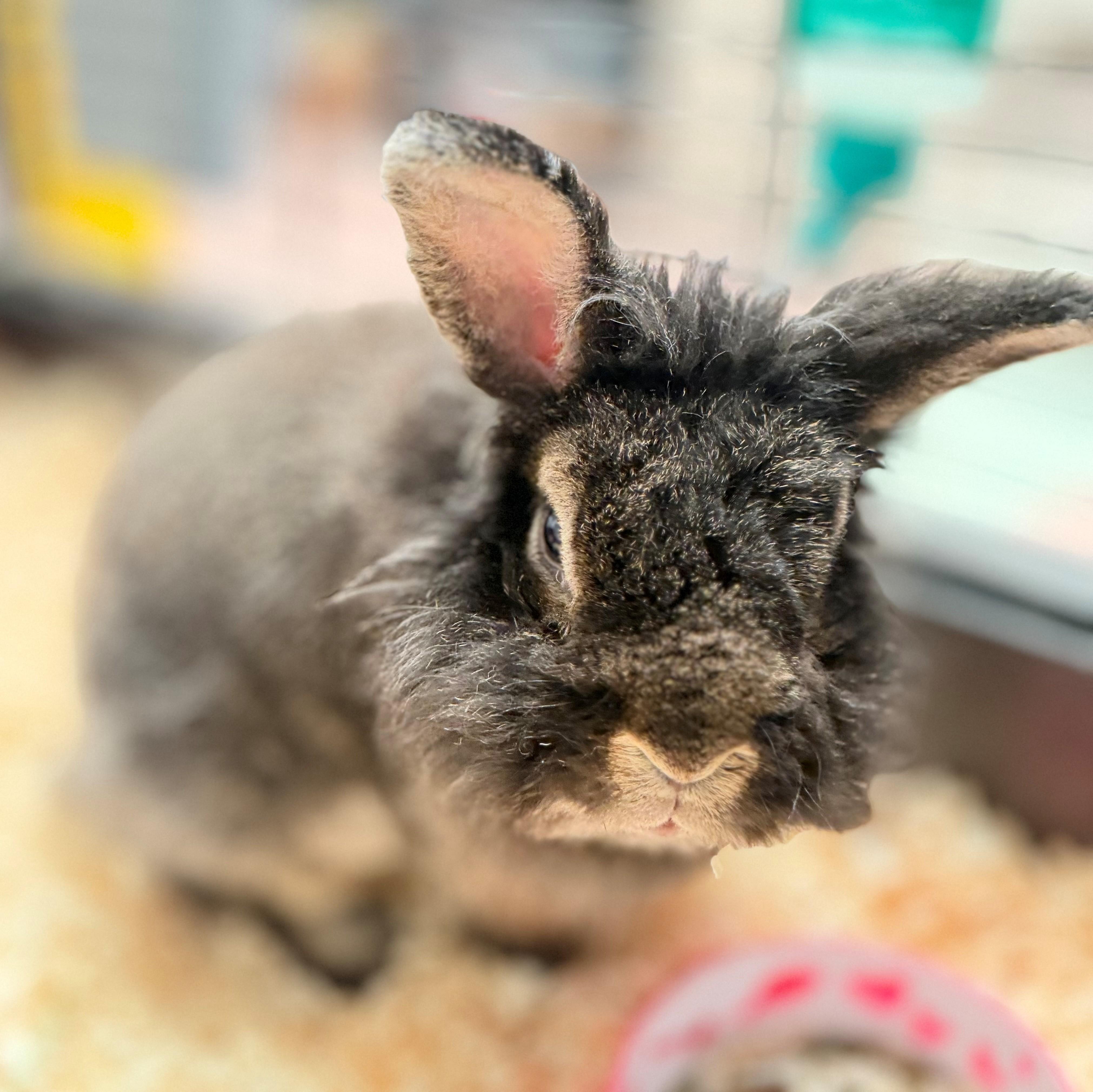 Nook, an adoptable mixed breed in Hamilton, ON image 3/3