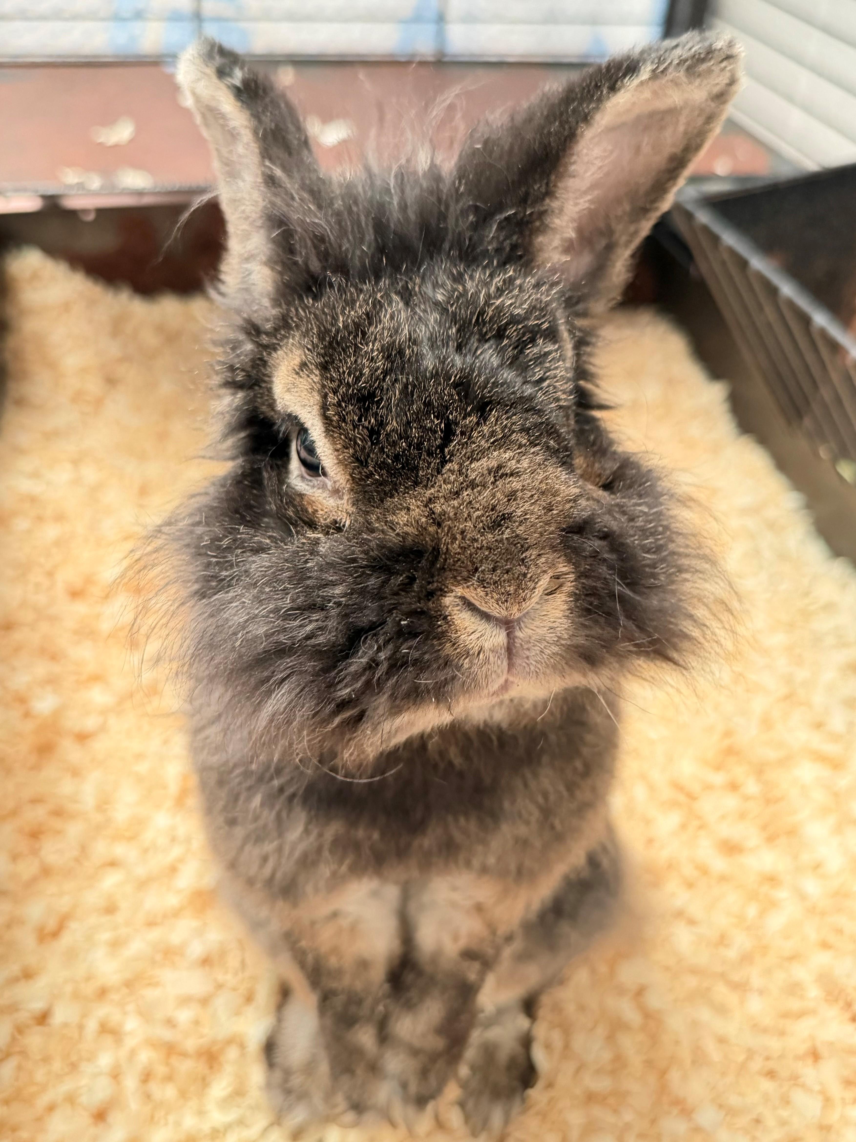 Nook, adoptable, Adult Male Lionhead.