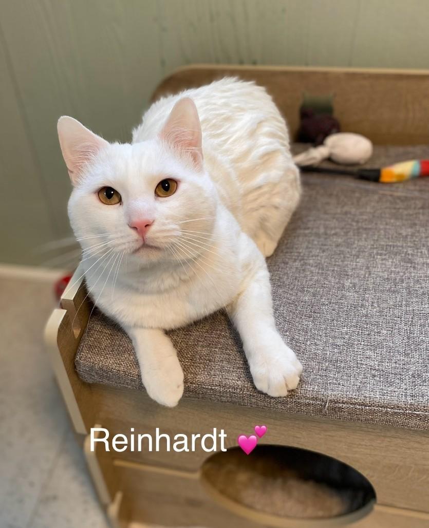Reinhardt, ADOPTABLE, Young Male Domestic Short Hair.