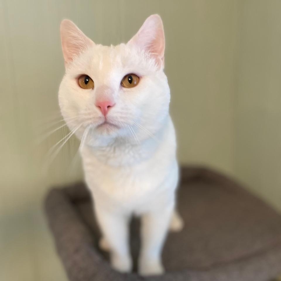 Enlarge Reinhardt, an adopted Domestic Short Hair in Medway, MA image 2/3