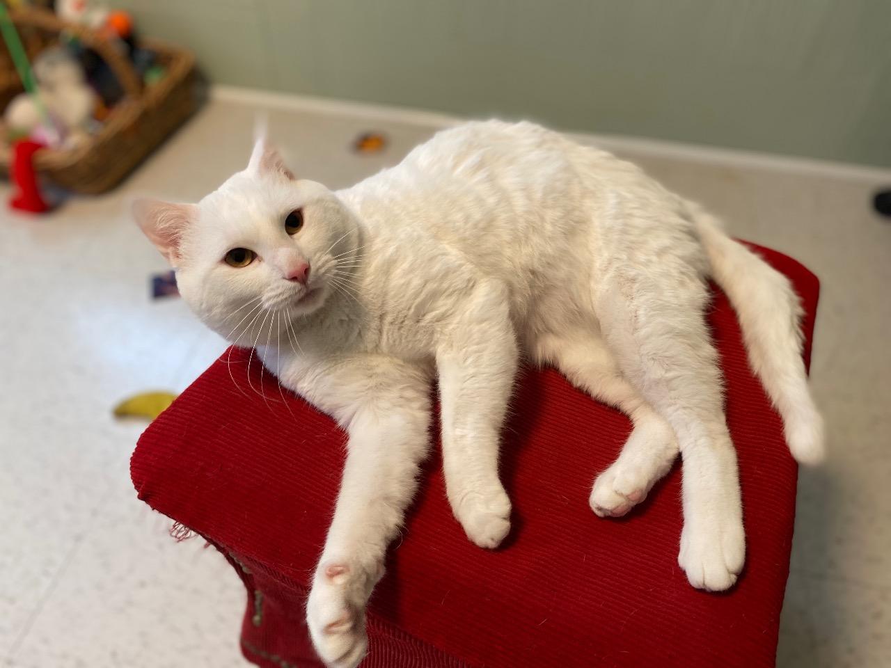 Enlarge Reinhardt, an adopted Domestic Short Hair in Medway, MA image 3/3