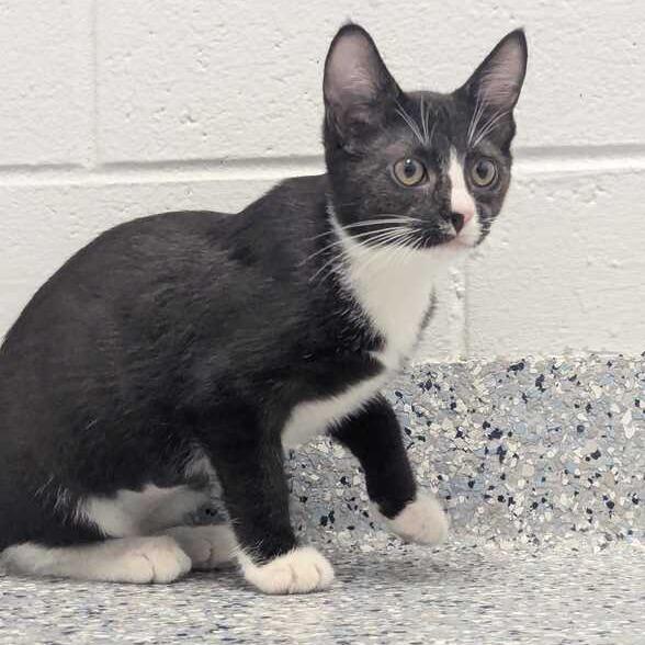 Booger, Adoptable, Kitten Male Domestic Short Hair.