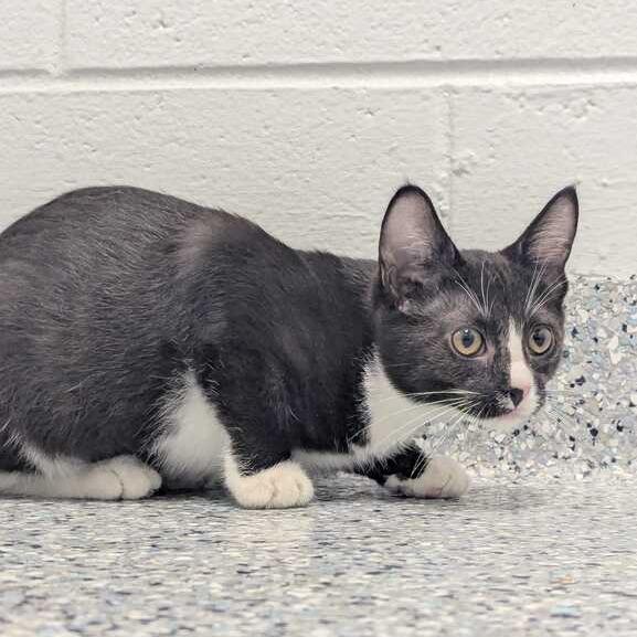 Enlarge Booger, a Adoptable Domestic Short Hair in Dayton, OH image 2/3