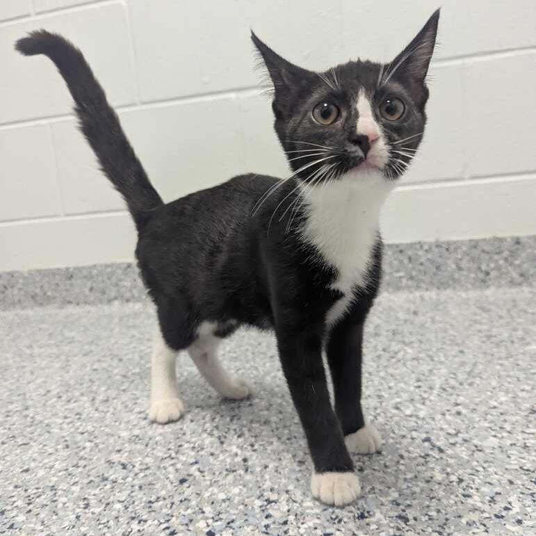 Enlarge Booger, a Adoptable Domestic Short Hair in Dayton, OH image 3/3