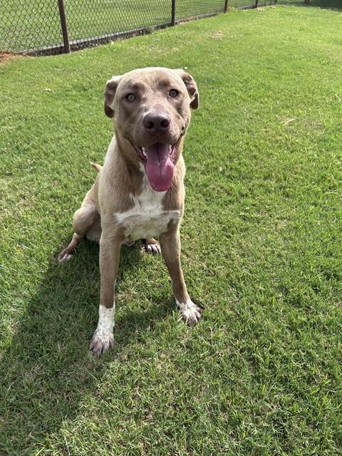 KIPPIE, Adoptable, Young Male Anatolian Shepherd & Mixed Breed.