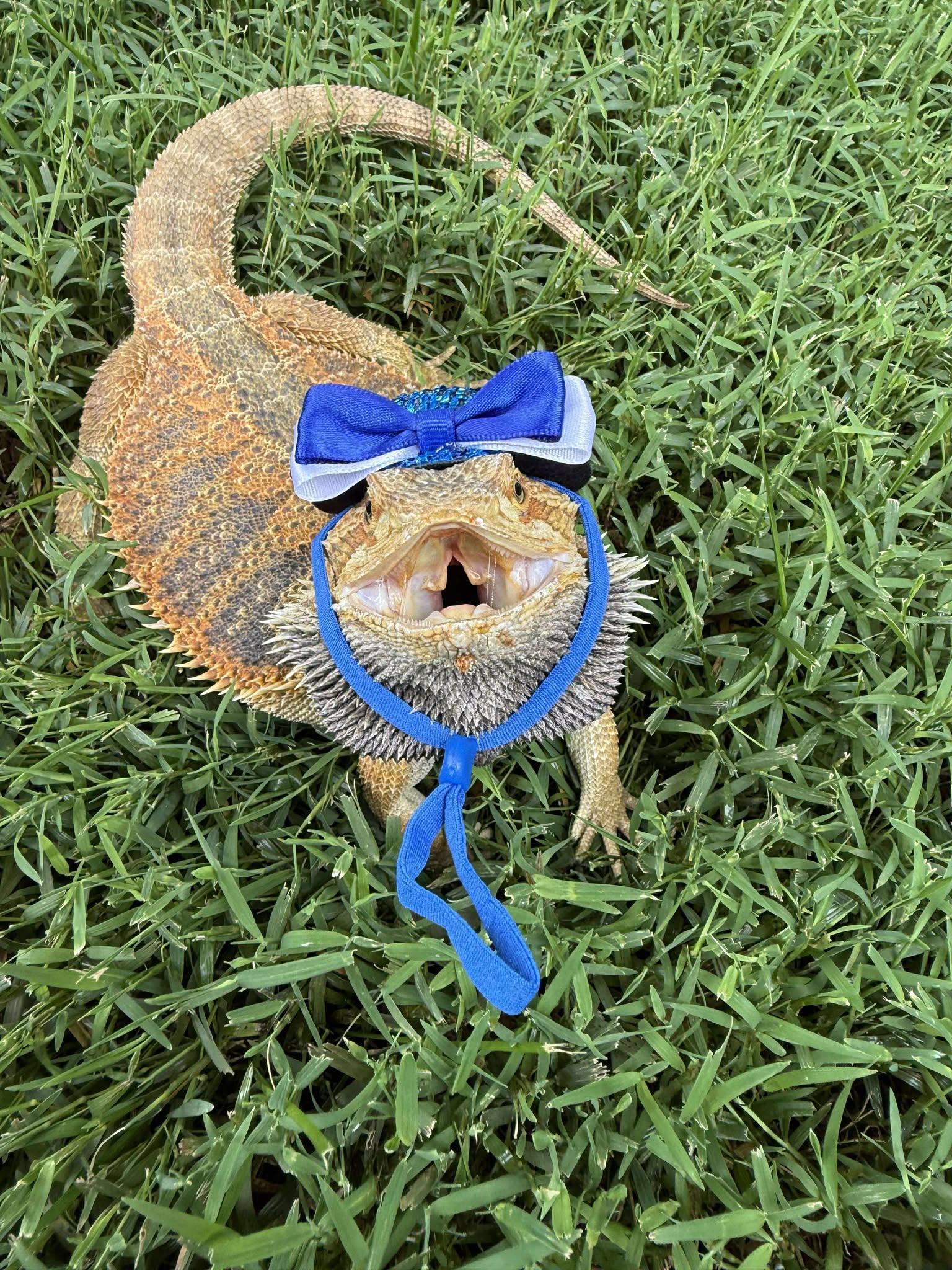 Mr. Lizard