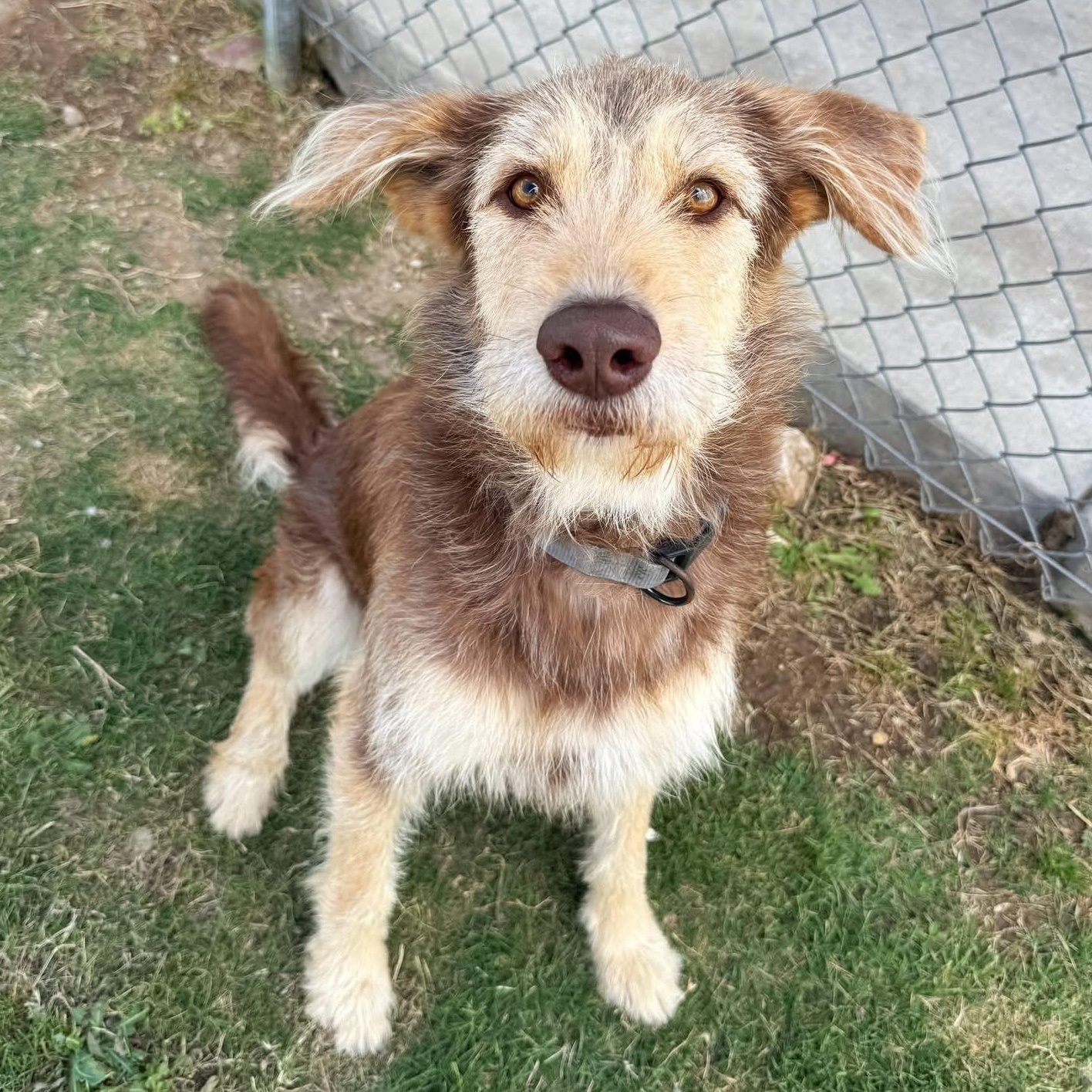 Enlarge Juni, a ADOPTABLE mixed breed in Converse, TX image 1/2