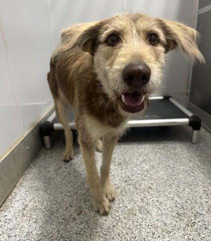 Enlarge Juni, a ADOPTABLE mixed breed in Converse, TX image 2/2