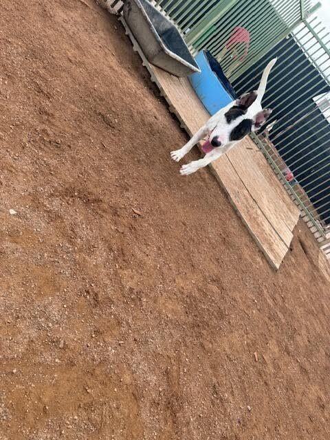 Enlarge Jonny, a Adoptable Bull Terrier in Hobbs, NM image 1/3