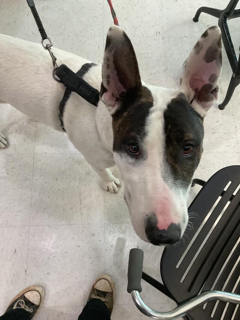 Enlarge Jonny, a Adoptable Bull Terrier in Hobbs, NM image 2/3
