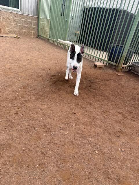 Enlarge Jonny, a Adoptable Bull Terrier in Hobbs, NM image 3/3