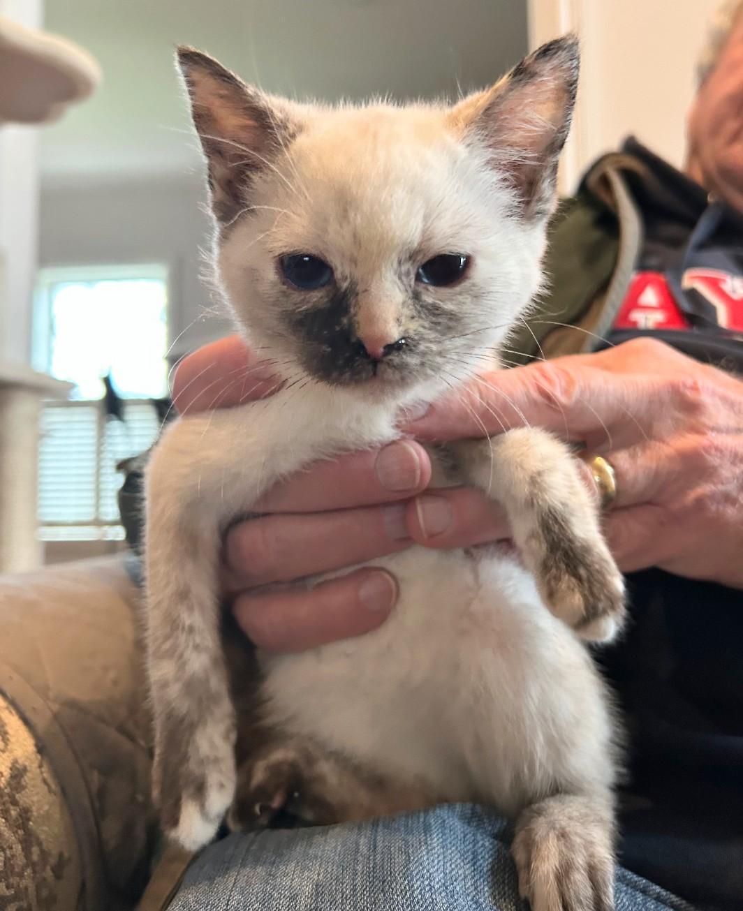 Ashley - cuddly & playful, ADOPTABLE, Kitten Female Siamese & Domestic Short Hair.