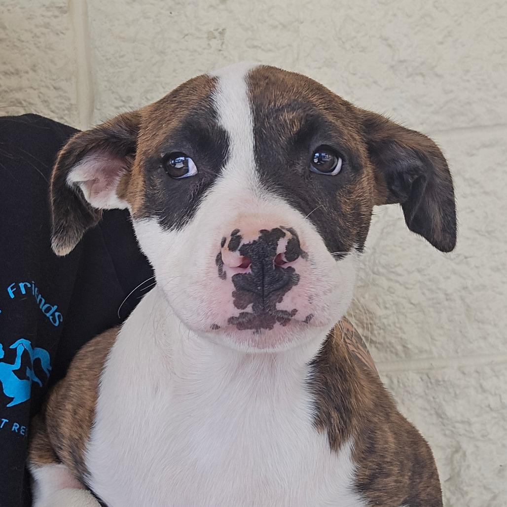 Maybach, a Adoptable Mixed Breed in Williston, FL image 3/6