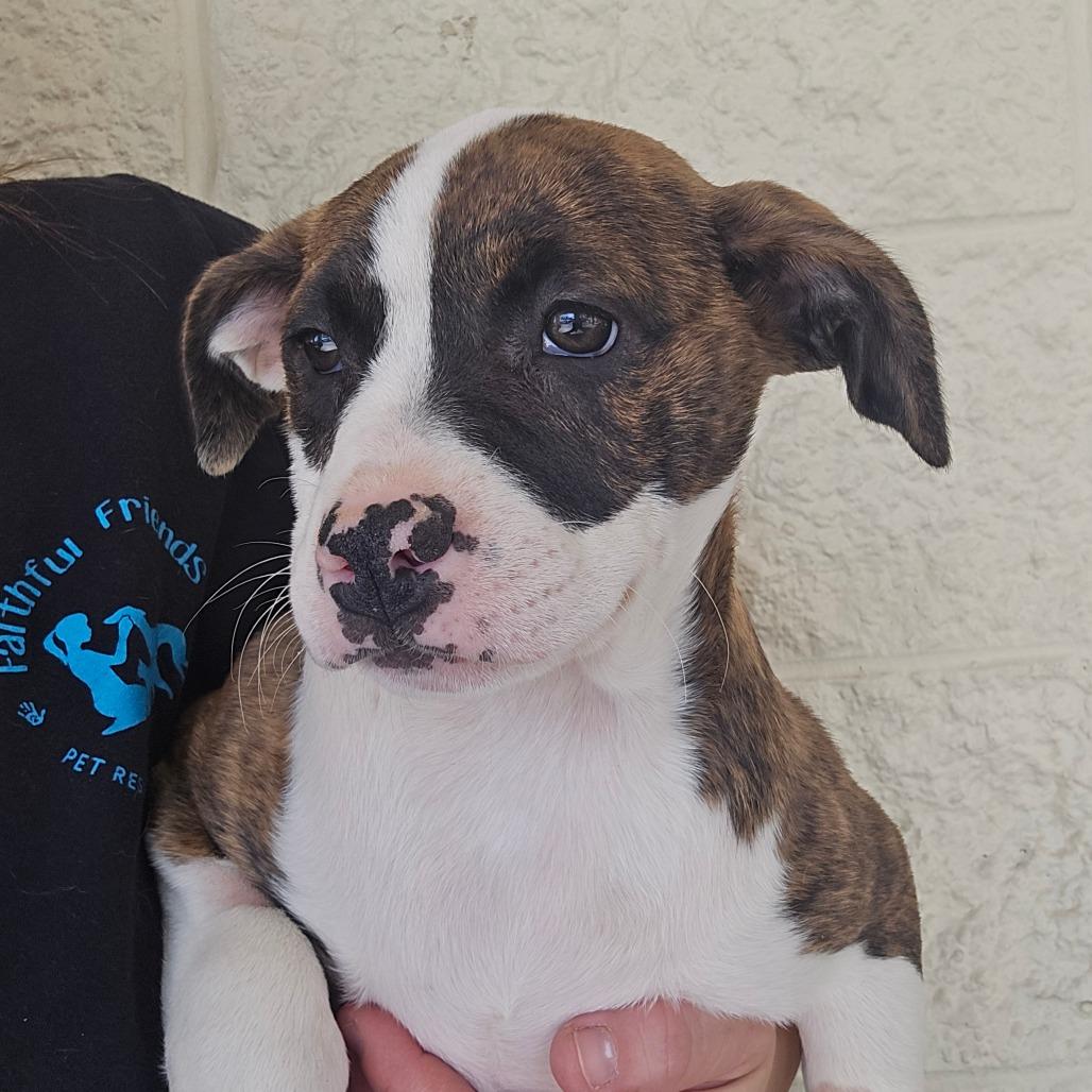 Maybach, a Adoptable Mixed Breed in Williston, FL image 4/6