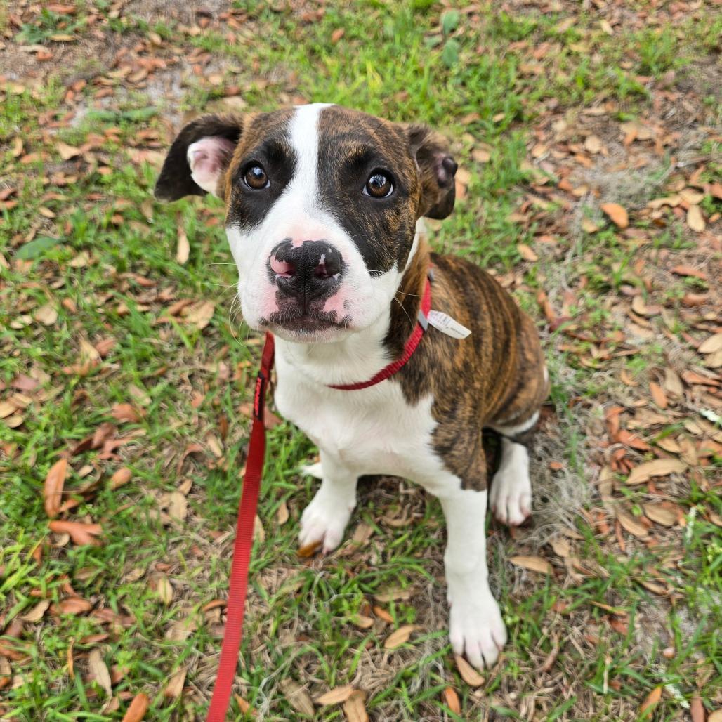 Maybach, a Adoptable Mixed Breed in Williston, FL image 5/6