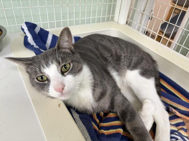 Enlarge Jagger, a Adoptable Tabby in Chicago, IL image 1/2