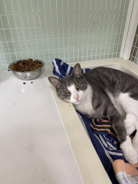 Enlarge Jagger, a Adoptable Tabby in Chicago, IL image 2/2