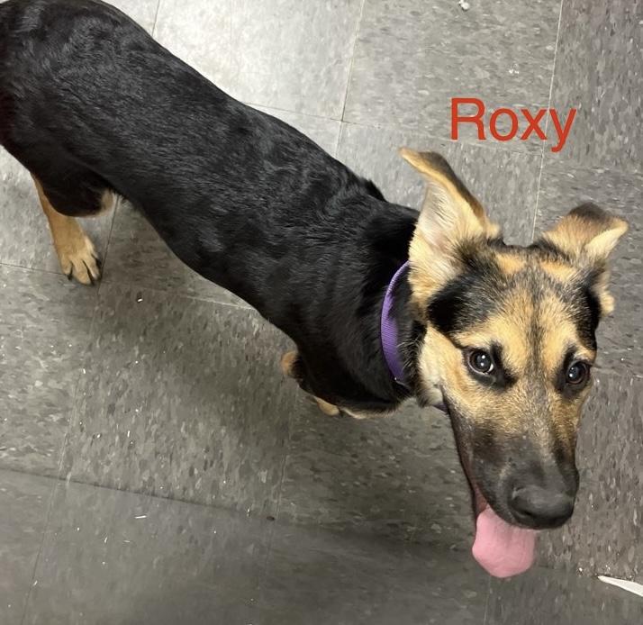 Roxy, Adoptable, Young Female German Shepherd Dog.
