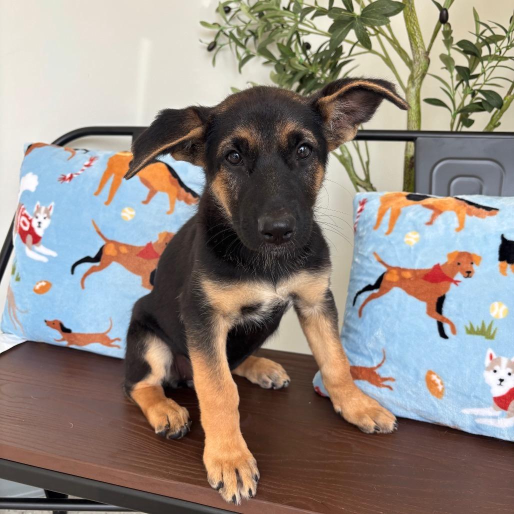 Roxy, a Adoptable German Shepherd Dog in Homewood, IL image 2/2