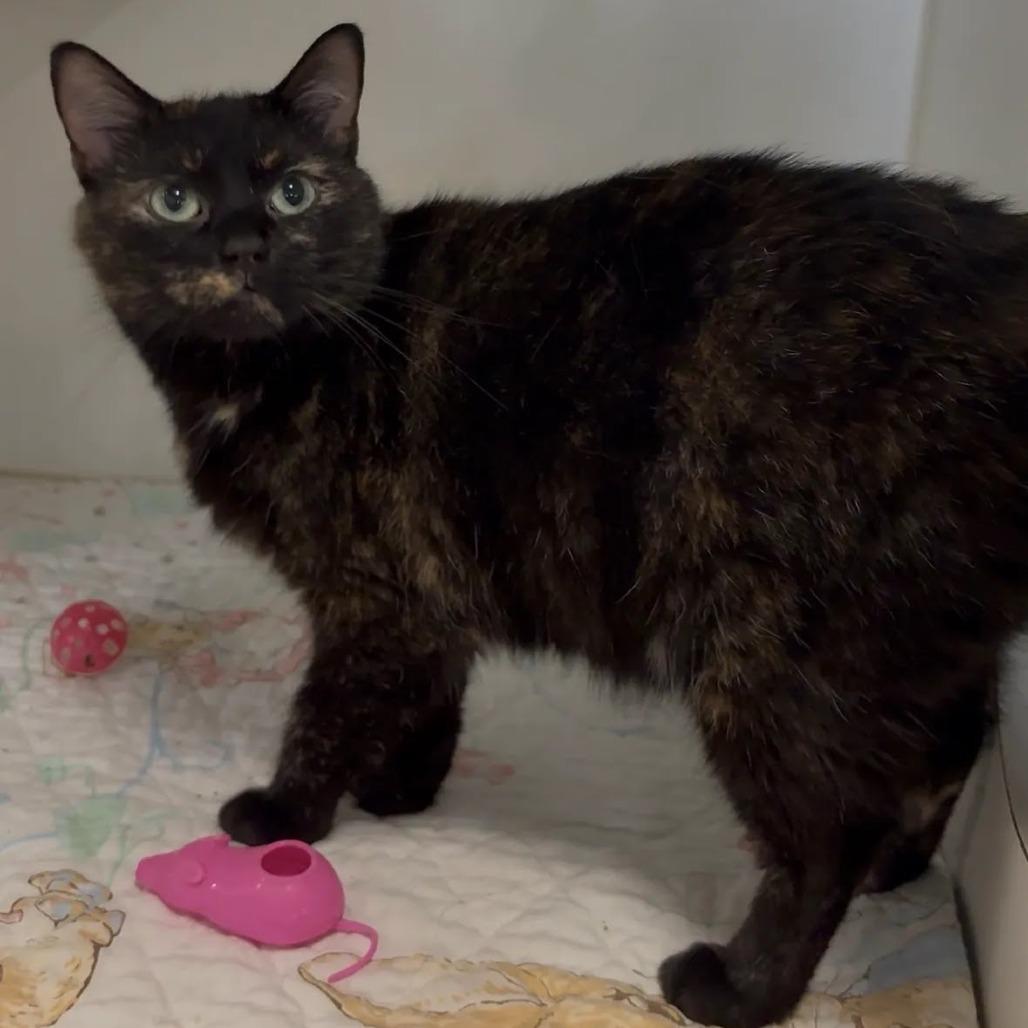 Enlarge Myra, a Adoptable Domestic Short Hair in Hinsdale, IL image 1/2