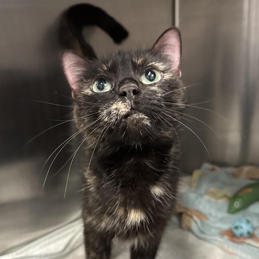 Enlarge Myra, a Adoptable Domestic Short Hair in Hinsdale, IL image 2/2