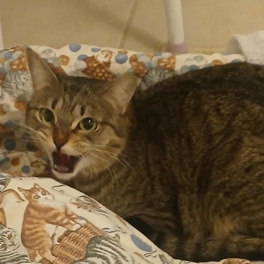 Dorie, Adoptable, Adult Female Domestic Short Hair.