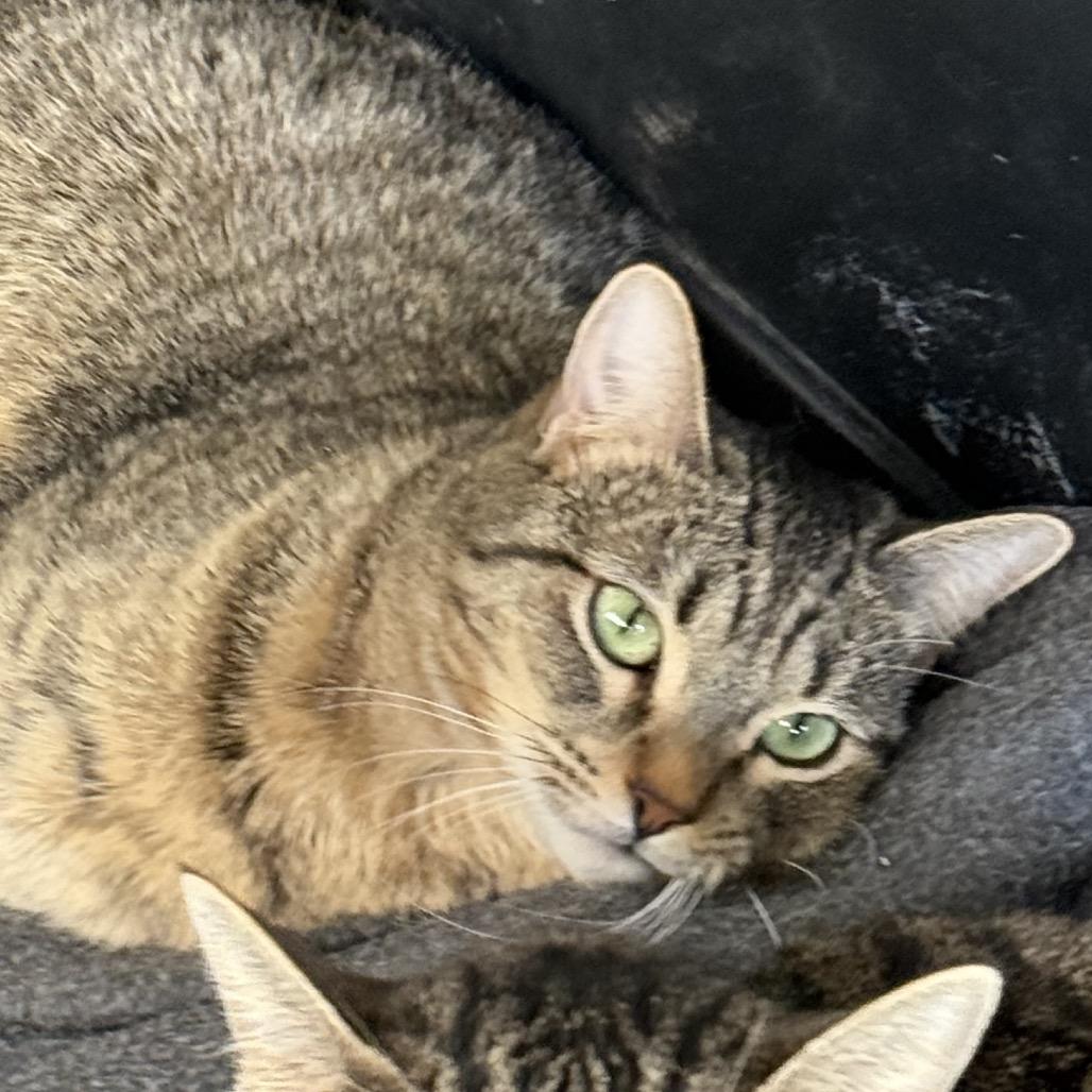 Enlarge Dorie, a Adoptable Domestic Short Hair in Desert Hot Springs, CA image 1/1