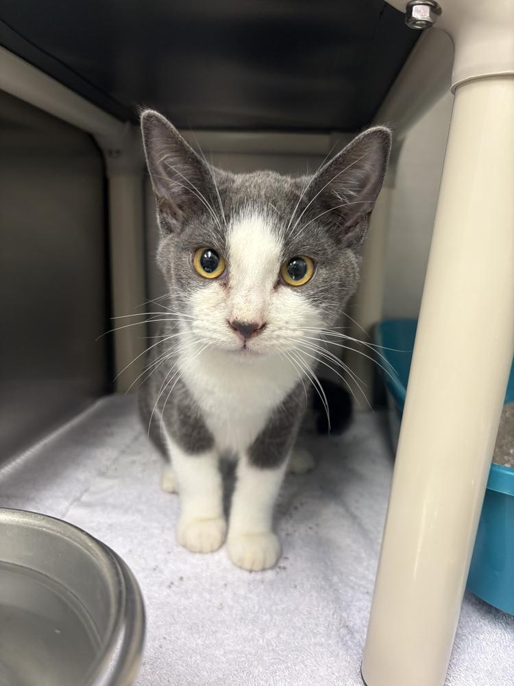 Noah, Adoptable, Kitten Male Domestic Short Hair.