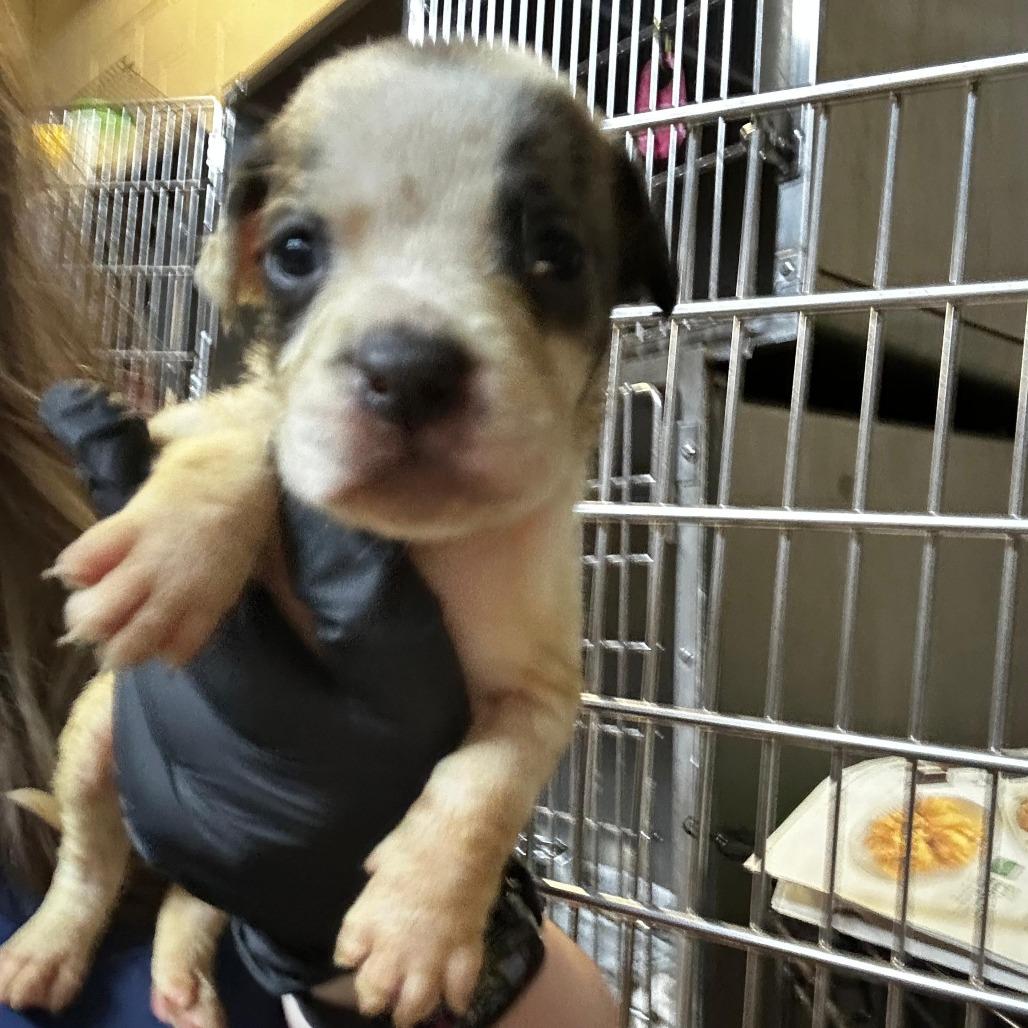 Texas, Adoptable, Puppy Female Mixed Breed.