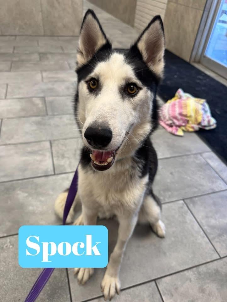 Spock photo 3