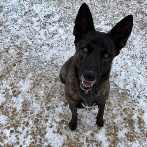 Zuma, adoptable, Young Male Dutch Shepherd.
