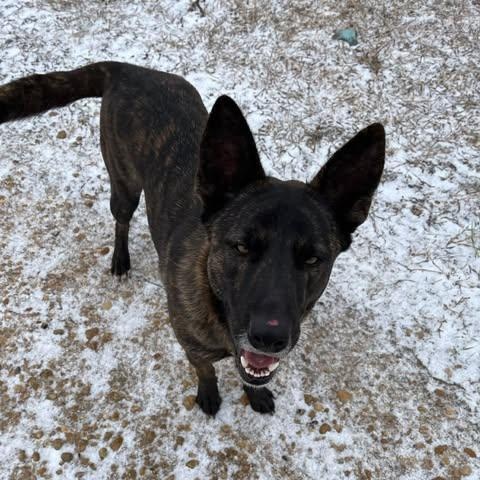 Enlarge Zuma, an adoptable Dutch Shepherd in Lockhart, TX image 2/3