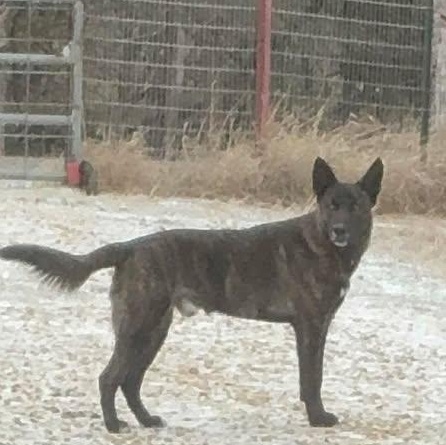 Enlarge Zuma, an adoptable Dutch Shepherd in Lockhart, TX image 3/3