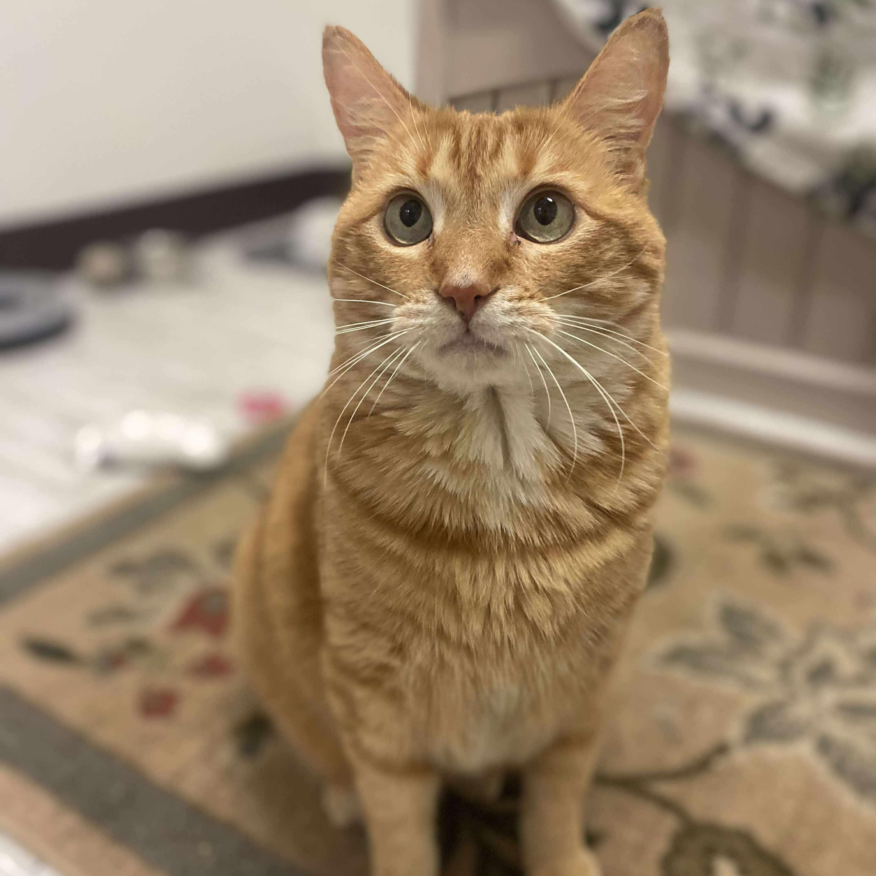 Pompompurin, an adoptable Domestic Short Hair in Moscow, ID, 83843 | Photo Image 1