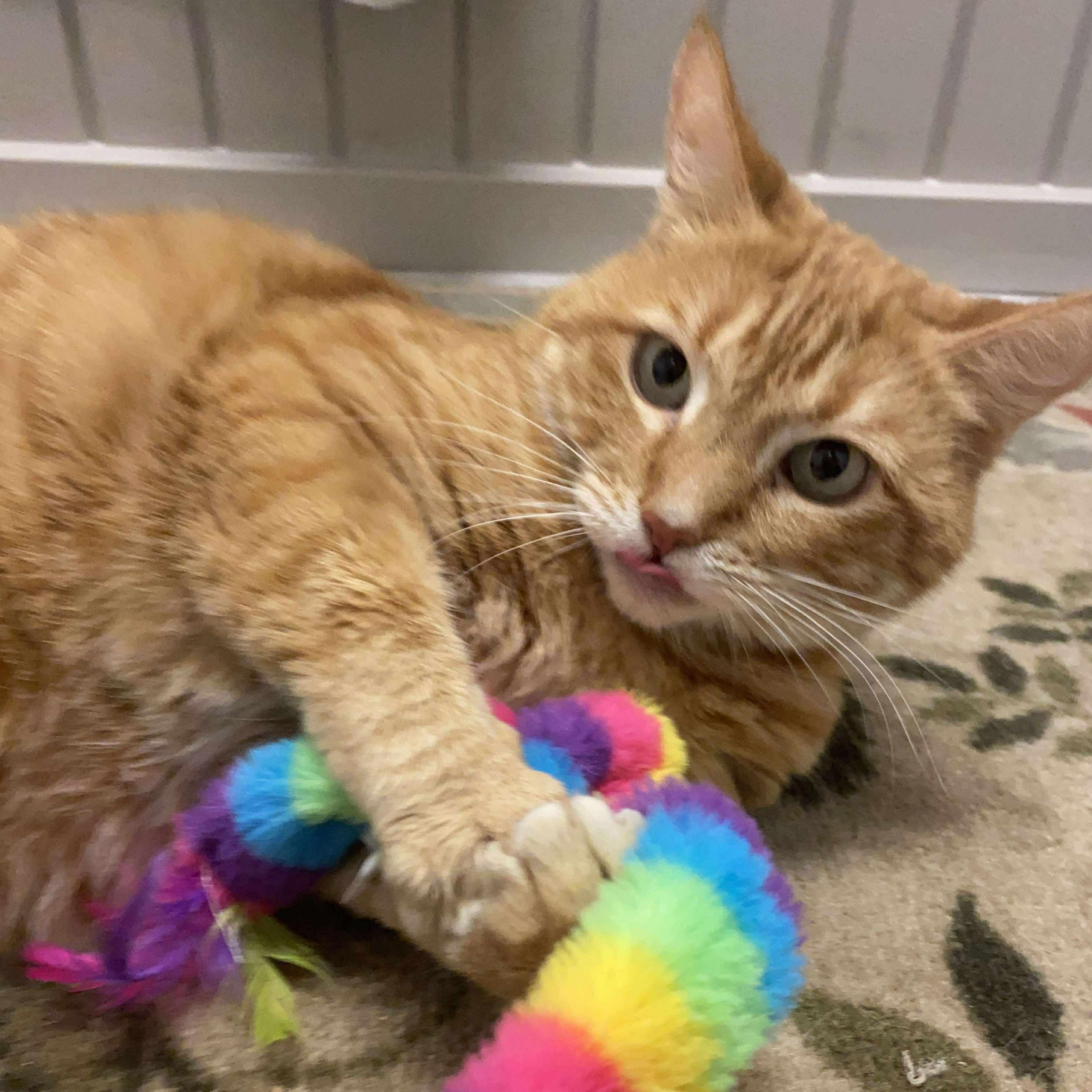 Pompompurin, an adoptable Domestic Short Hair in Moscow, ID, 83843 | Photo Image 2