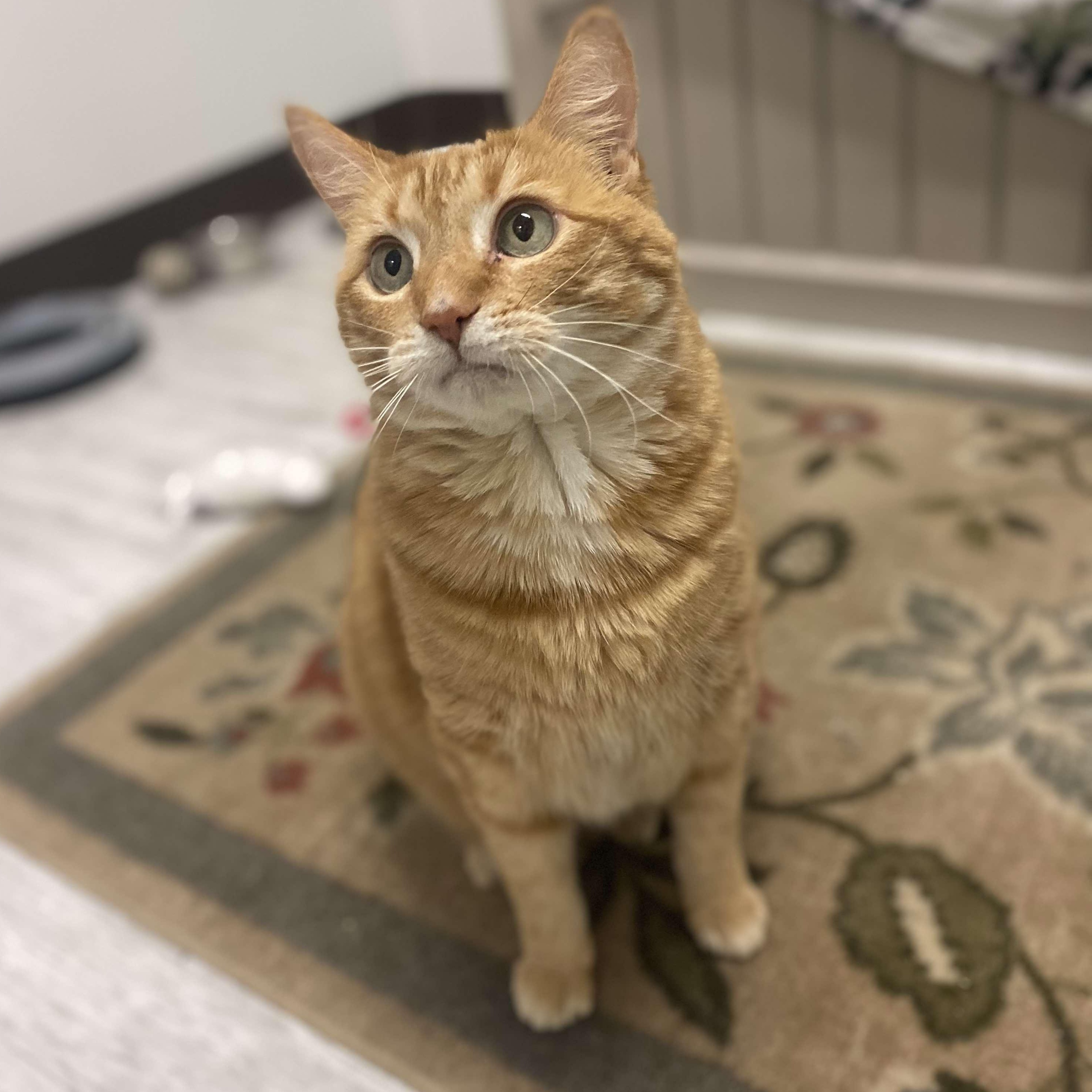 Pompompurin, an adoptable Domestic Short Hair in Moscow, ID, 83843 | Photo Image 3