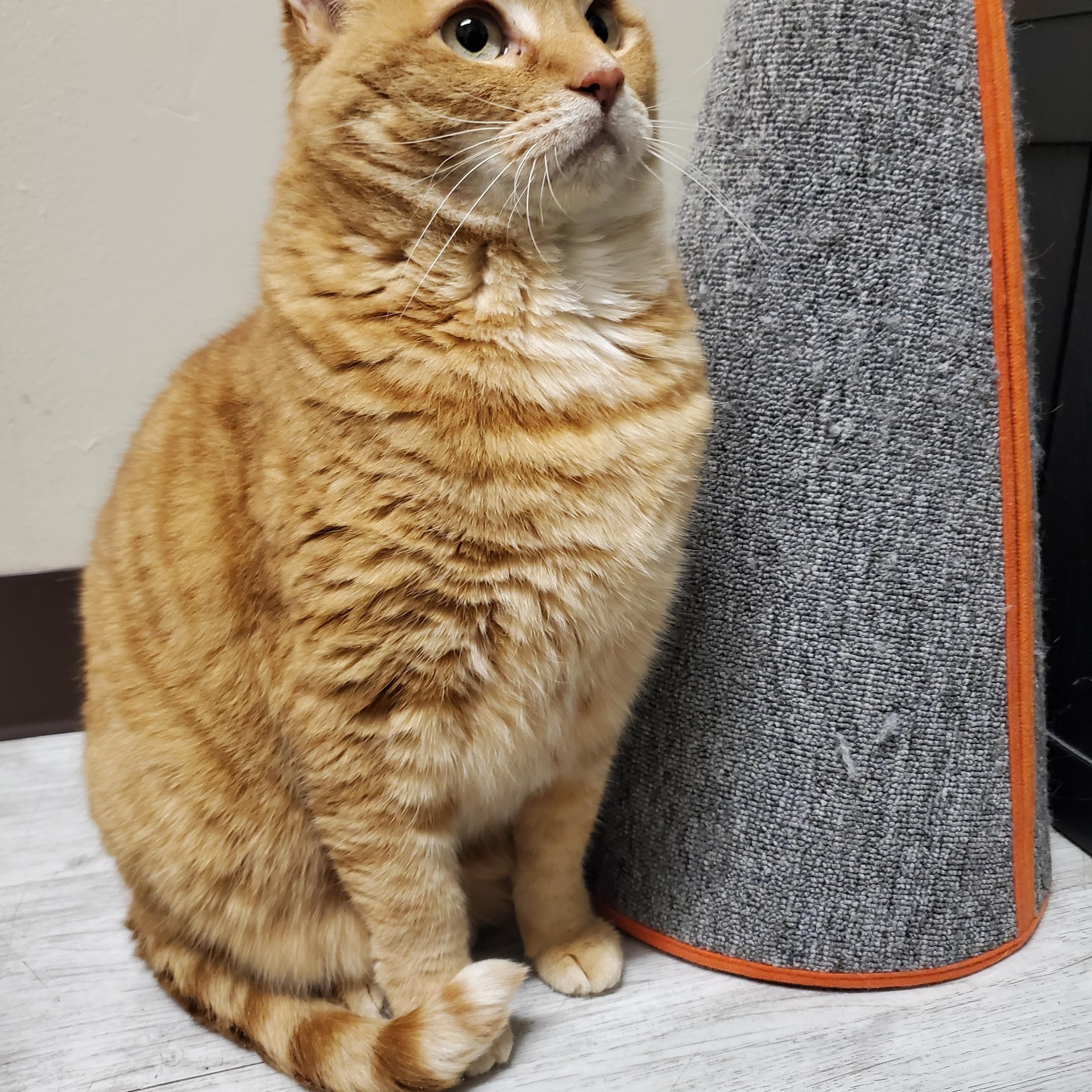 Pompompurin, an adoptable Domestic Short Hair in Moscow, ID, 83843 | Photo Image 6