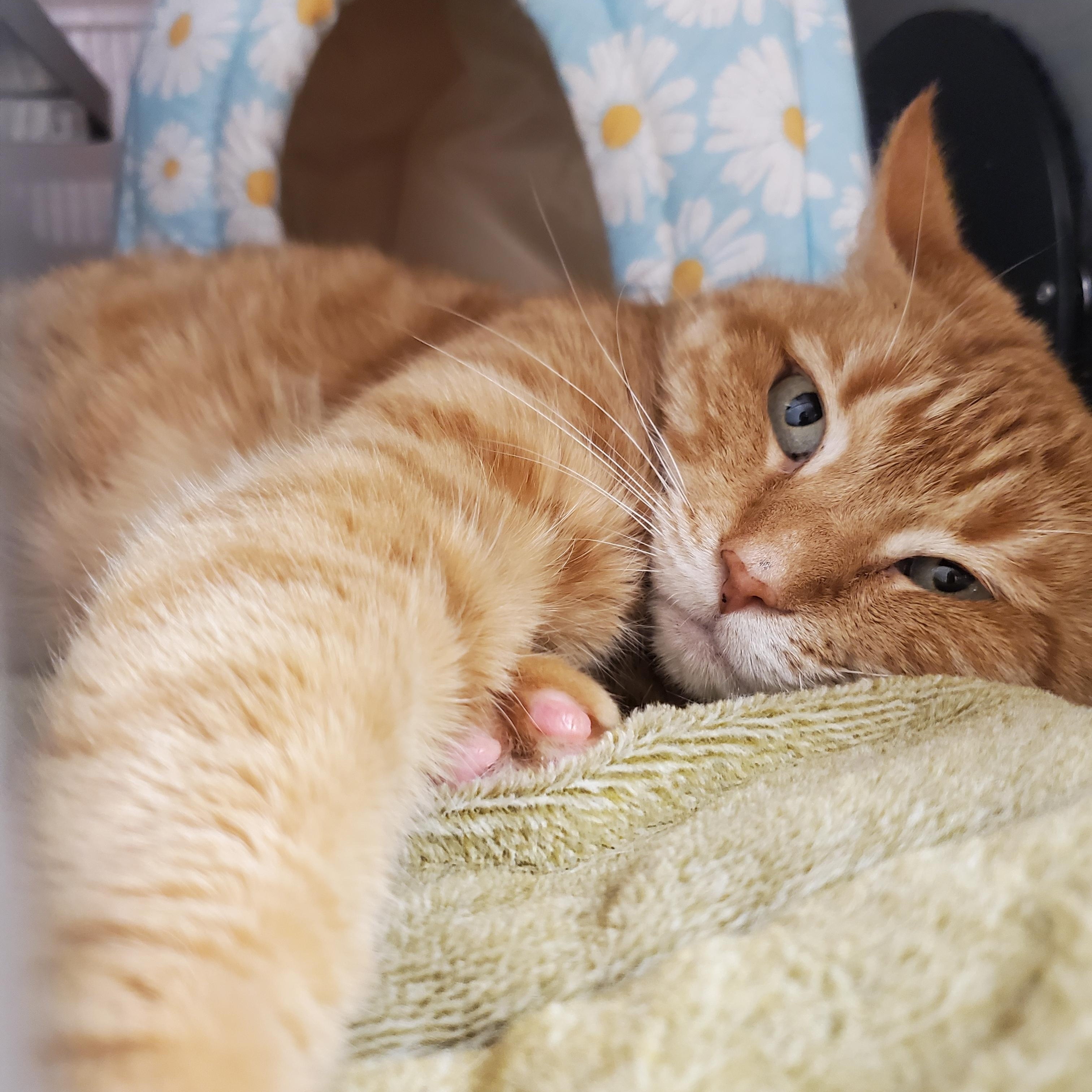 Pompompurin, an adoptable Domestic Short Hair in Moscow, ID, 83843 | Photo Image 5