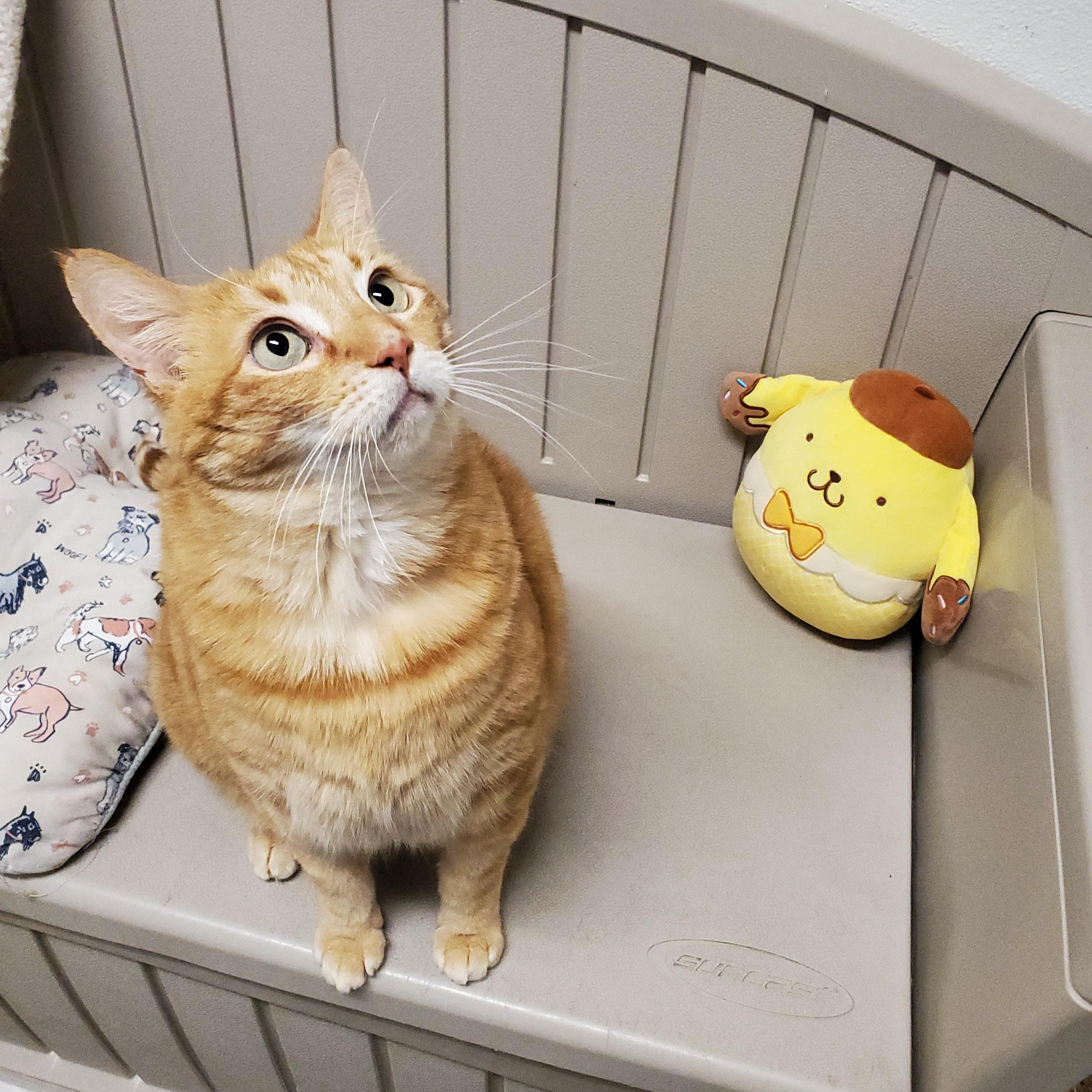 Pompompurin, an adoptable Domestic Short Hair in Moscow, ID, 83843 | Photo Image 6