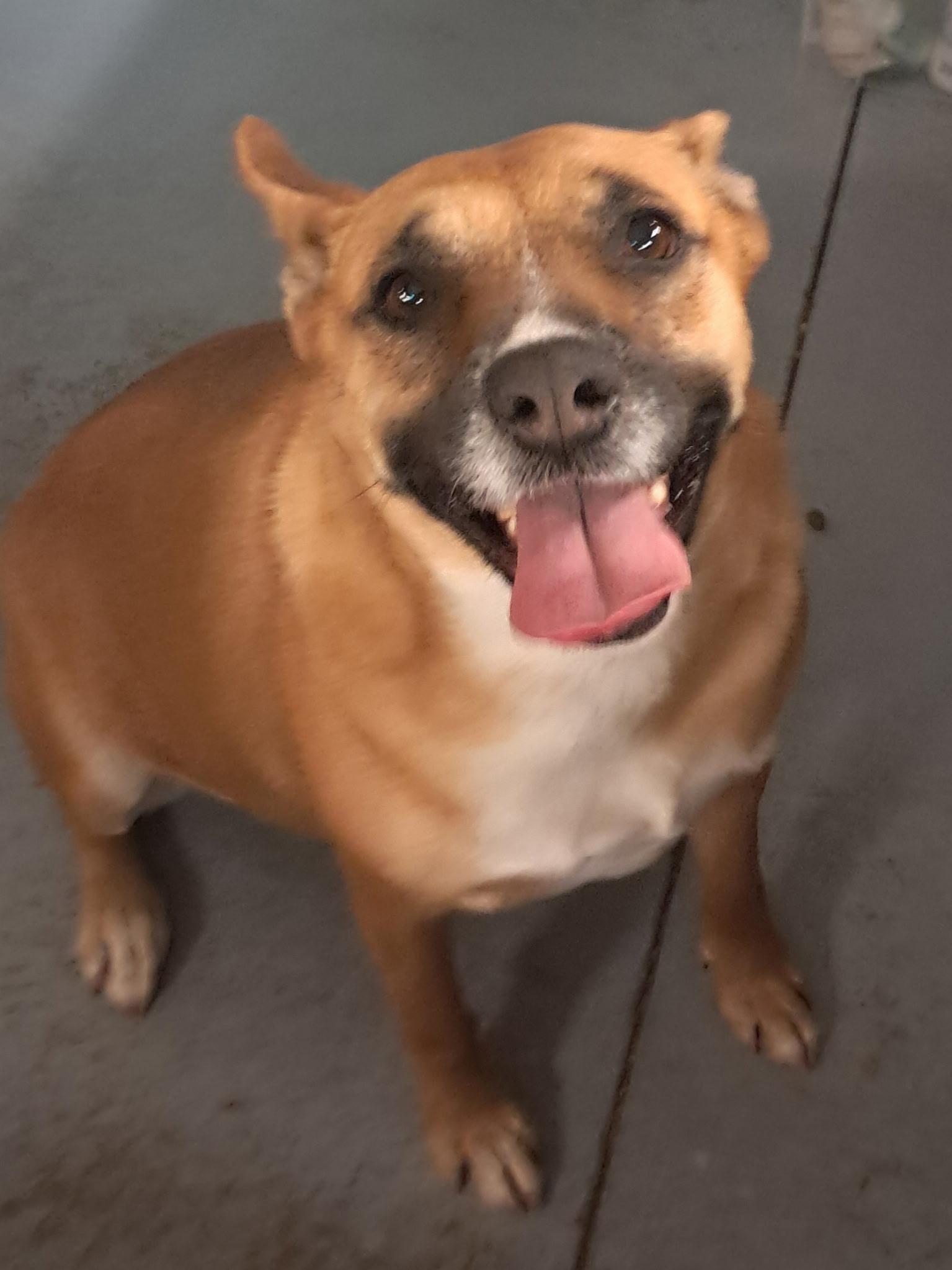 Cookie, an adoptable Cattle Dog in Parker, AZ, 85344 | Photo Image 2