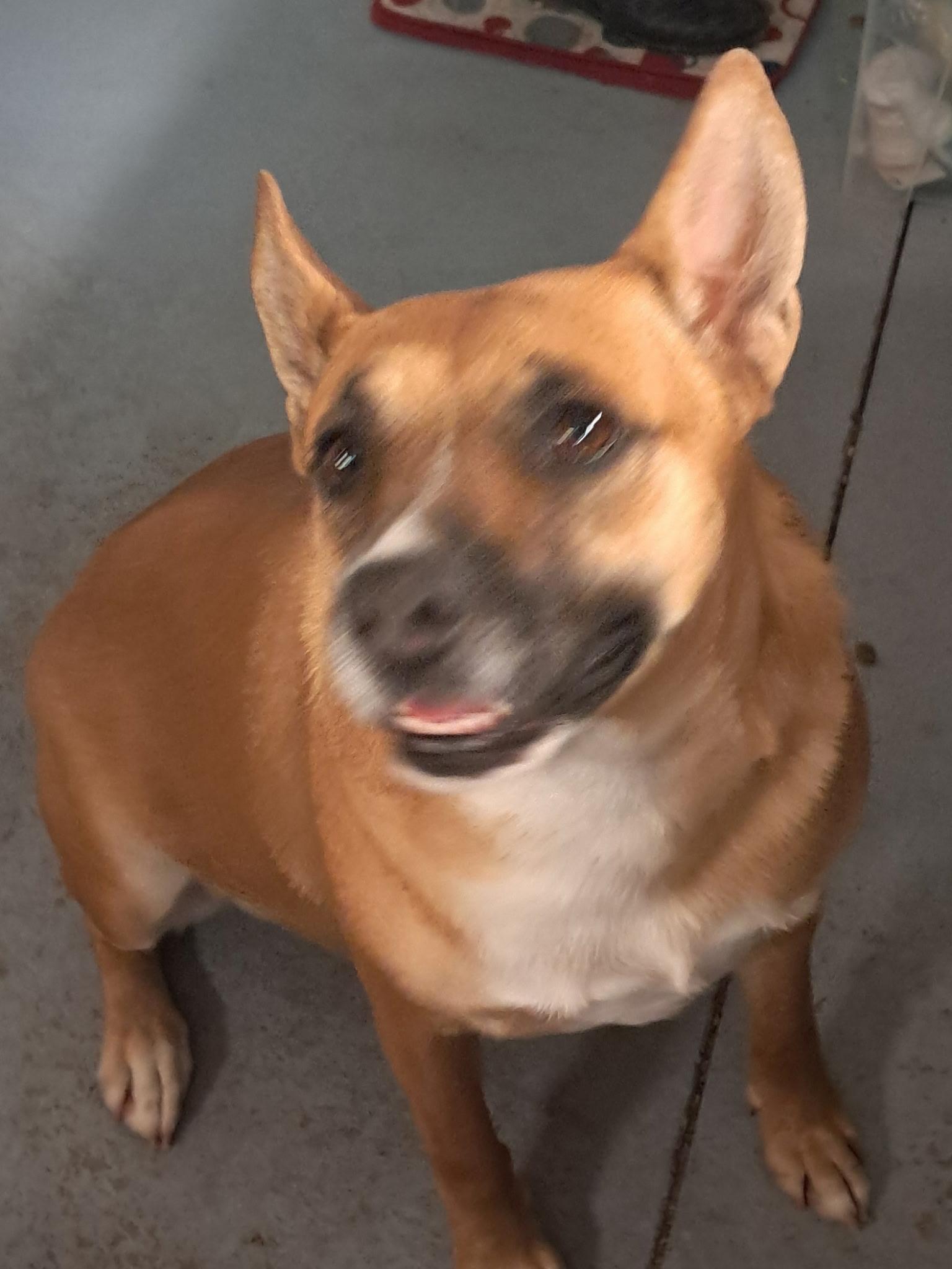 Cookie, an adoptable Cattle Dog in Parker, AZ, 85344 | Photo Image 1