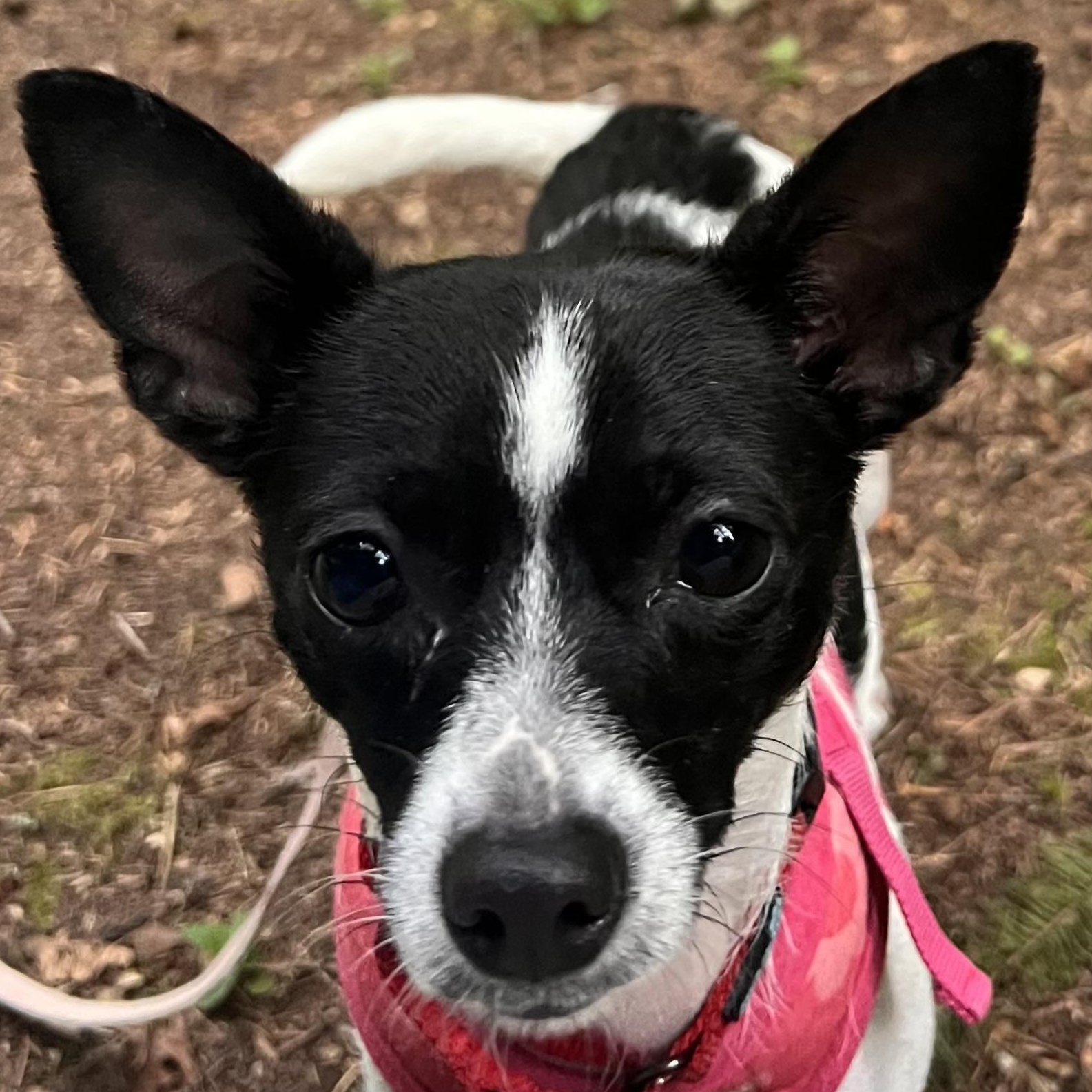 Sweetie Pie-Local Darling