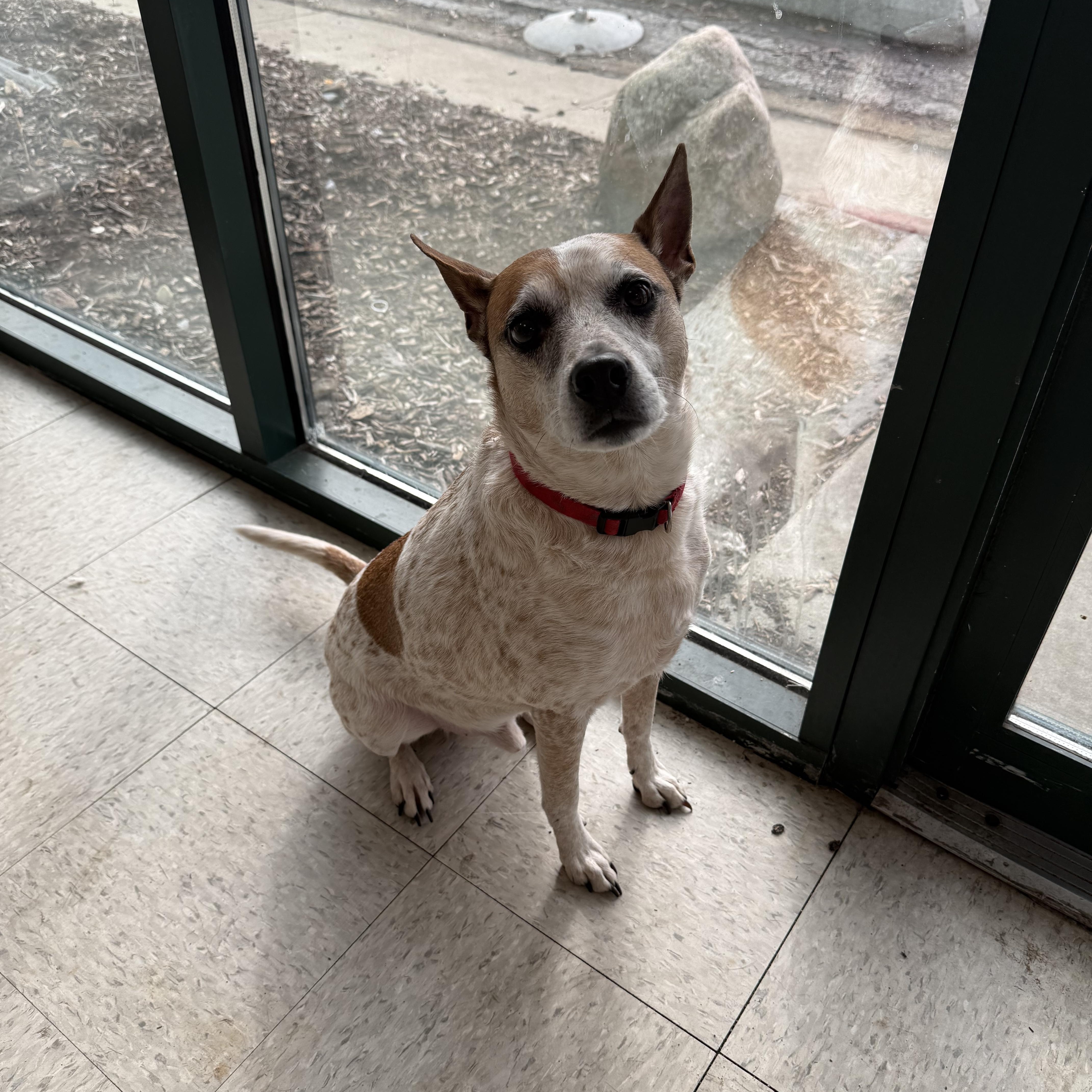 Biscuit, a ADOPTABLE mixed breed in Homewood, IL image 4/4