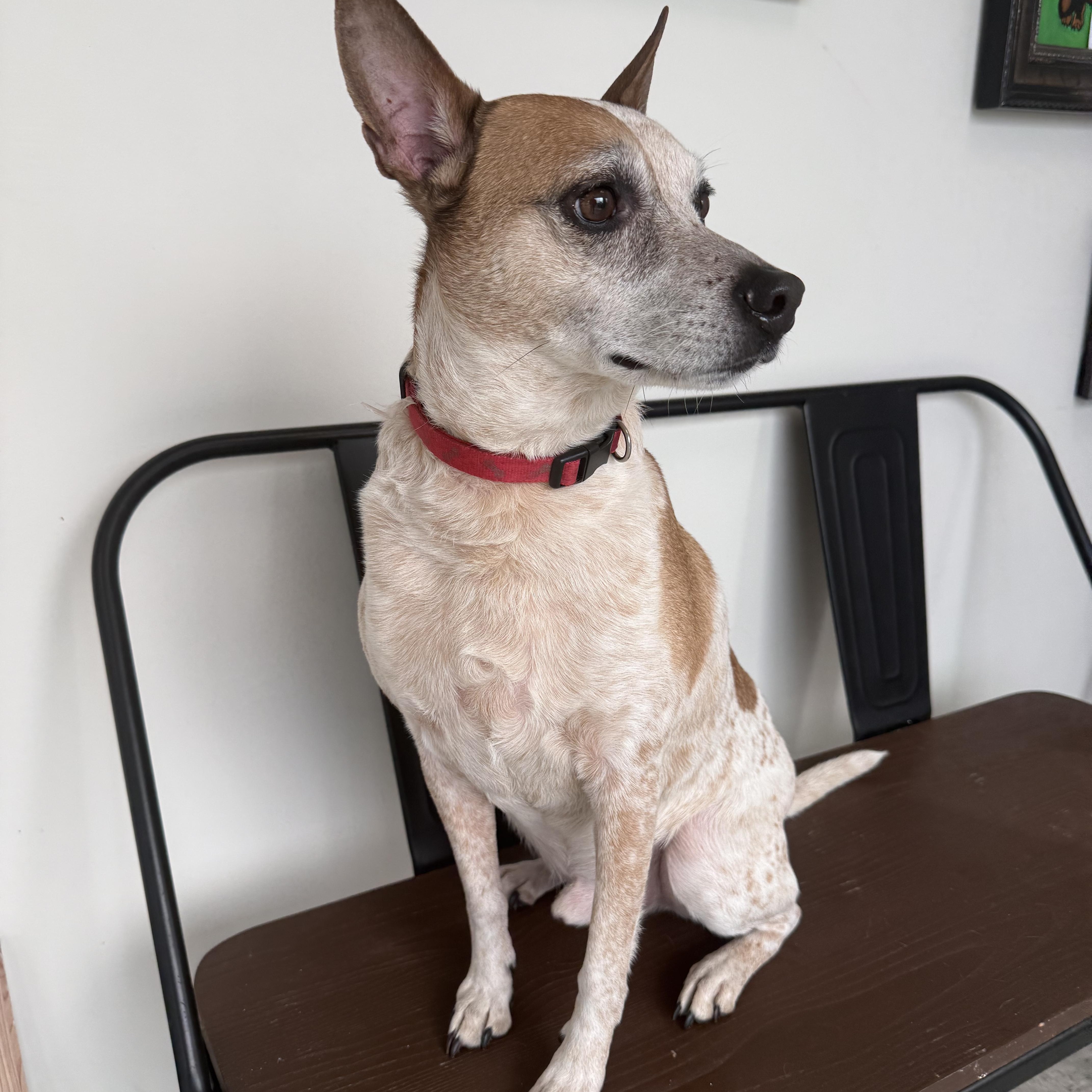 Biscuit, a ADOPTABLE mixed breed in Homewood, IL image 3/4