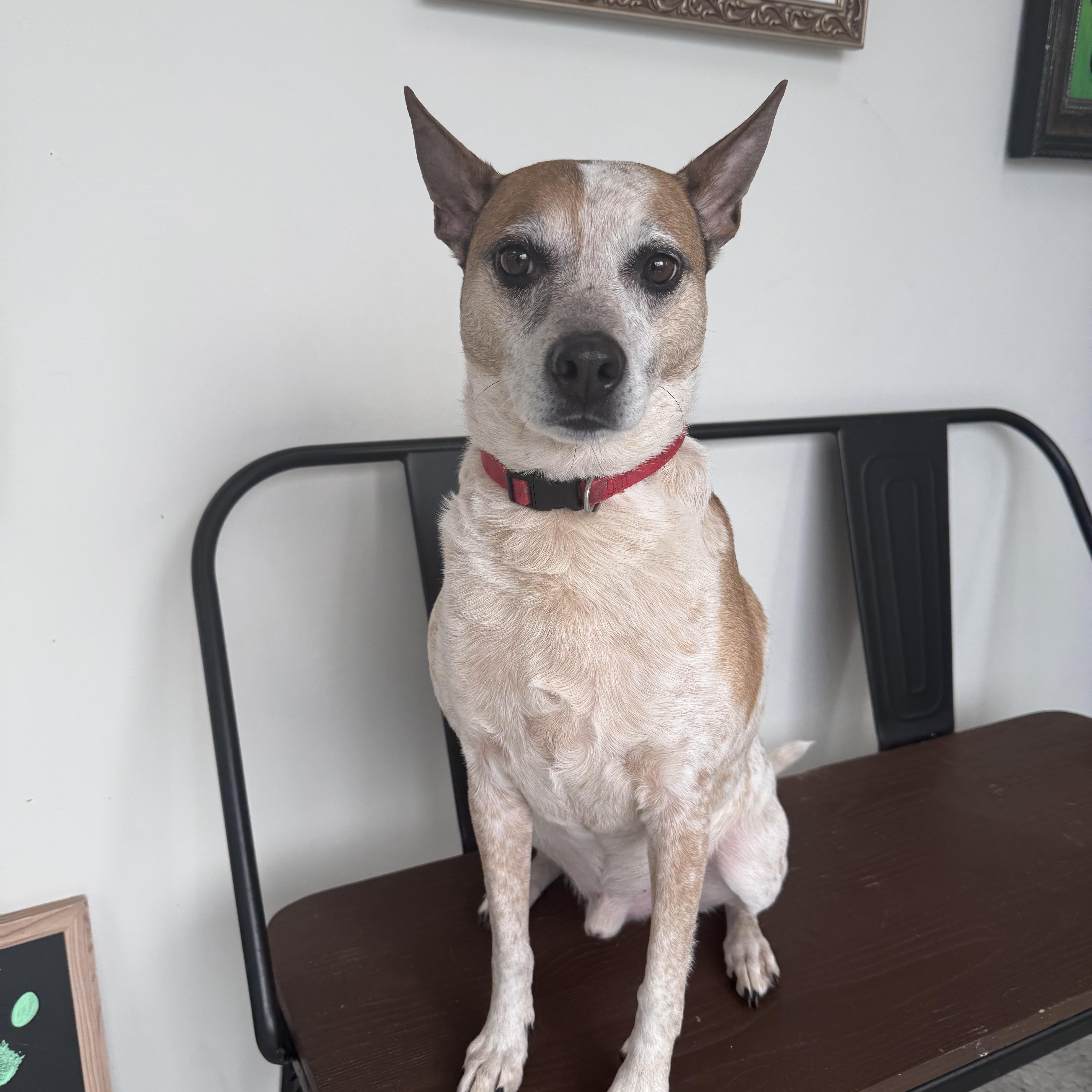 Biscuit, a ADOPTABLE mixed breed in Homewood, IL image 2/4