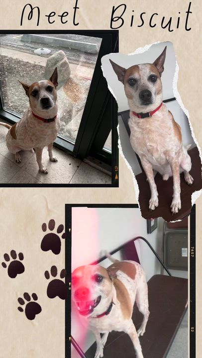 Enlarge Biscuit, a ADOPTABLE mixed breed in Homewood, IL video 1/4