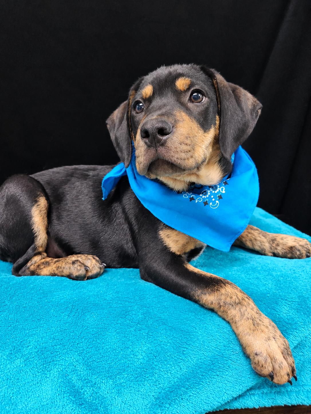 Enlarge Fancy SS, a Adoptable mixed breed in South Portland, ME image 2/3