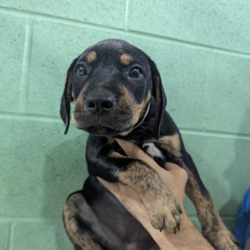 Enlarge Fancy SS, a Adoptable mixed breed in South Portland, ME image 3/3