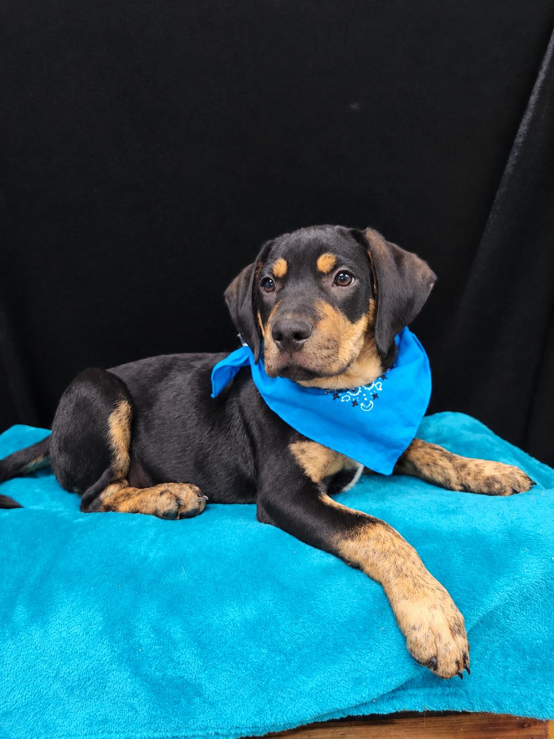 Enlarge Fancy SS, a Adoptable mixed breed in South Portland, ME image 1/3